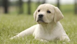 Page Toiletpapier - Eco - Duurzaam - 24 Rollen - Voordeelverpakking -Thuis Opslag Winkel 1200x697