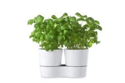 Mepal – Kruidenpot Twin - Wit – Automatische Bewatering – Altijd Verse Kruiden In De Keuken – Ook Geschikt Voor Planten -Thuis Opslag Winkel 1200x799 18