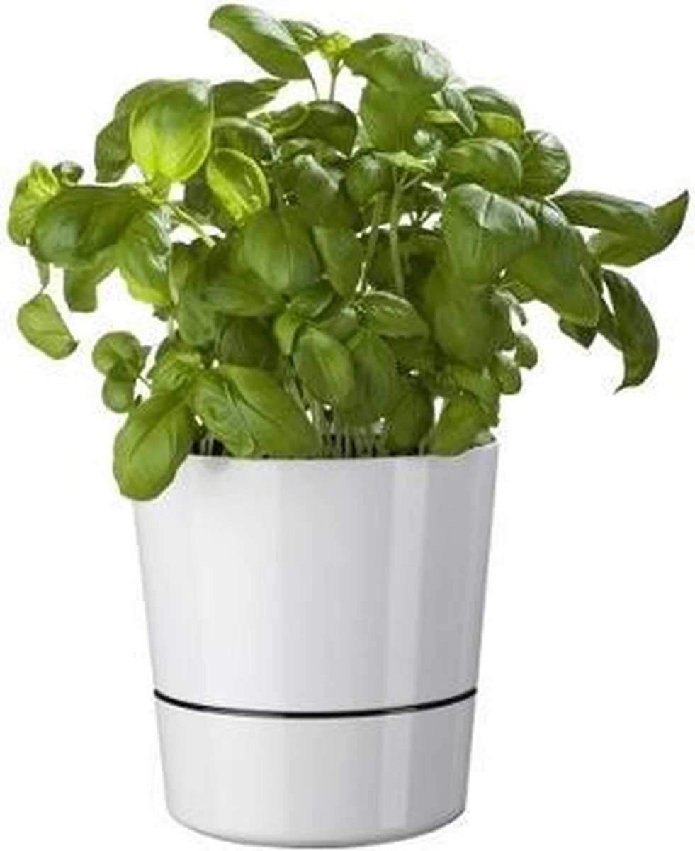 Mepal – Kruidenpot Large - Nordic Green – Automatische Bewatering – Altijd Verse Kruiden In De Keuken – Ook Geschikt Voor Planten 6 Mepal – Kruidenpot Large - Nordic Green – Automatische Bewatering – Altijd Verse Kruiden In De Keuken – Ook Geschikt Voor Planten - Afbeelding 6