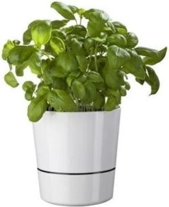 Mepal – Kruidenpot Large - Wit – Automatische Bewatering – Altijd Verse Kruiden In De Keuken – Ook Geschikt Voor Planten -Thuis Opslag Winkel 981x1200 2